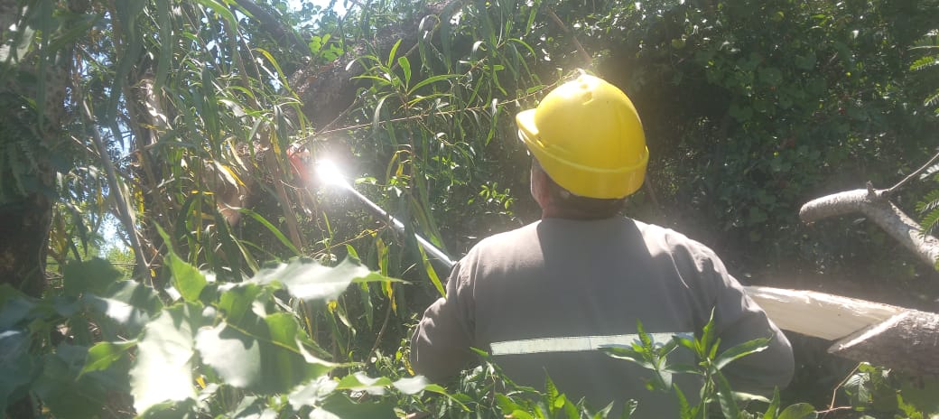 La DPEC realiza trabajos de mantenimiento y renovación de la red eléctrica en El Perichón