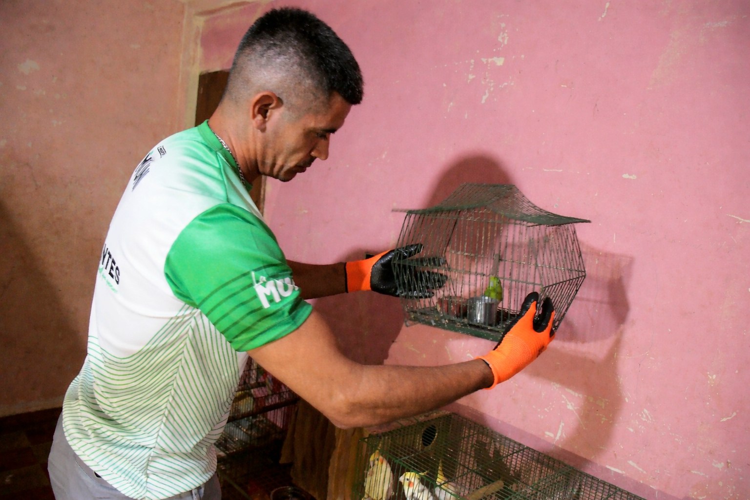 Tenencia ilegal y maltrato: en operativo municipal rescatan 24 aves silvestres y dos perros