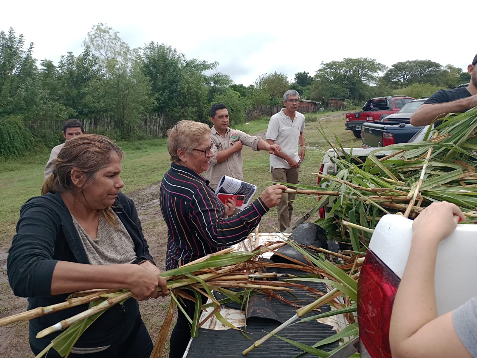 Plan Pasturas: Capacitación técnica sobre pasto elefante híbrido en San Roque
