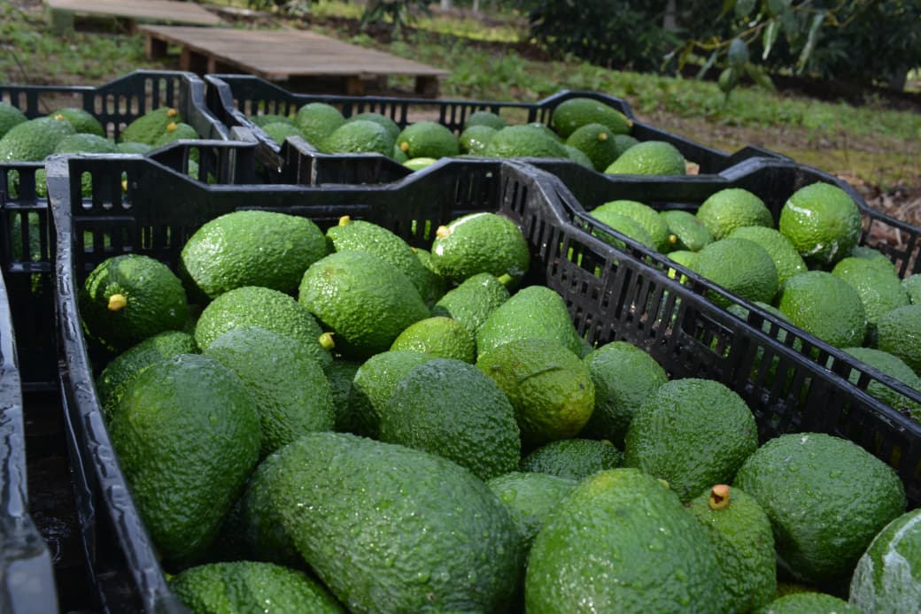 Corrientes consolida una de las mayores producciones de palta y mamón 