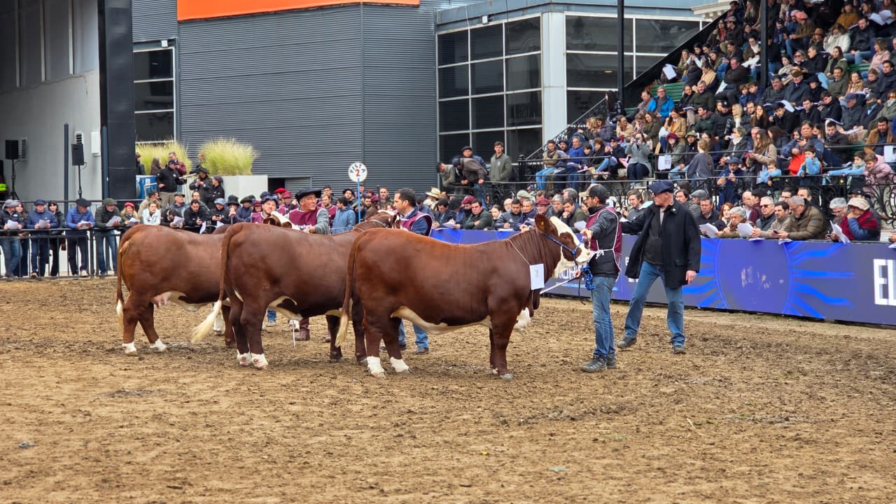Genética, esfuerzo y trabajo correntino expuesto en la Expo Rural de Palermo