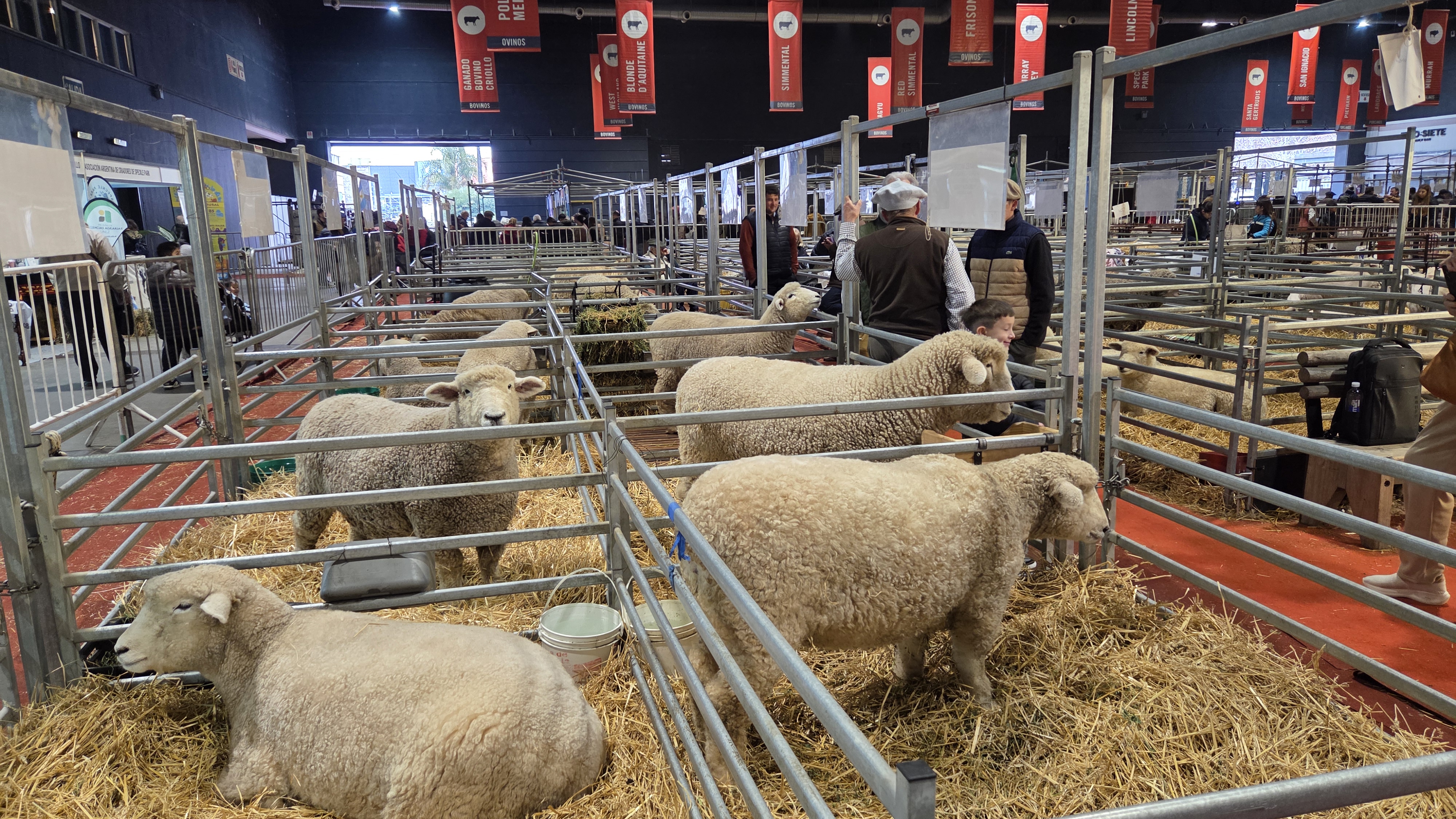 Una cabaña correntina conquistó el Gran Campeón Romney Marsh en la Exposición Rural